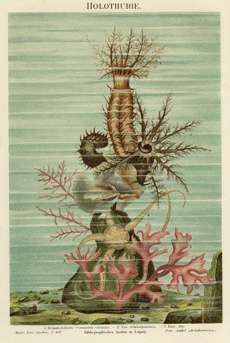 海洋生物の図版／ドイツ1900年頃