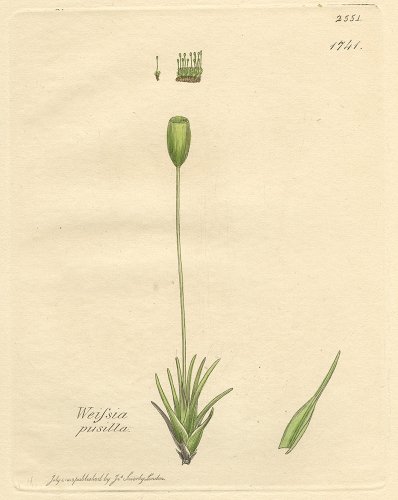 植物の図版／イギリス1813年