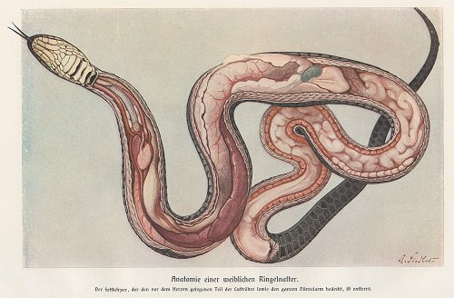 ヘビの図版／ドイツ・1900年頃