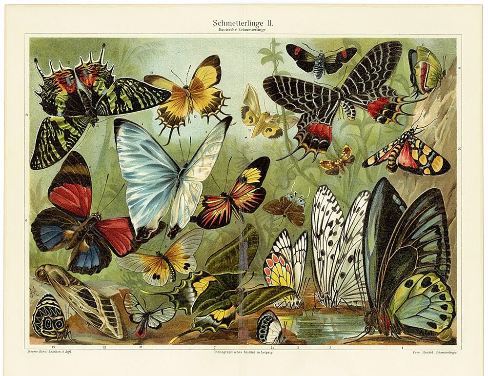 Stettiner Entomologische Zeitung. 1840-70年 1~32巻 ドイツの Stettiner Entomologische Zeitung. 1840-70年 1~32巻 ドイツの