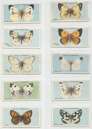 åȥɡBRITISH BUTTERFLIES10祻åȡꥹ1927ǯ