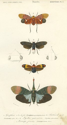 昆虫の図版／フランス1849年