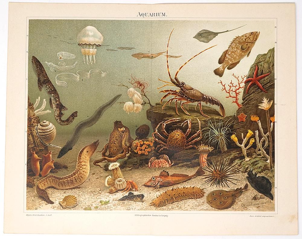 【タイムーセル‼️】海の生き物の絵 【B2サイズ 自作】 タイムーセル‼️】海の生き物の絵 【B2サイズ 自作】