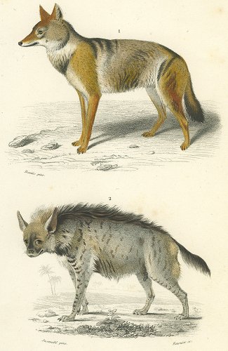 動物の図版／フランス1849年