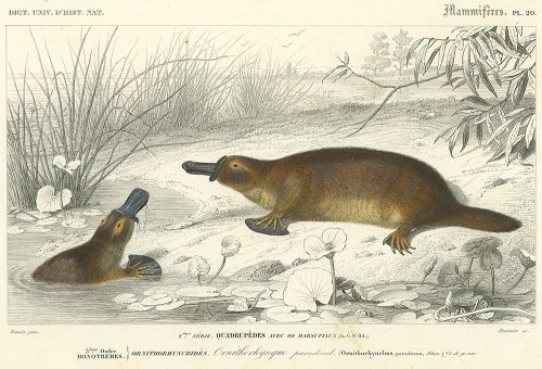 動物の図版／フランス1849年
