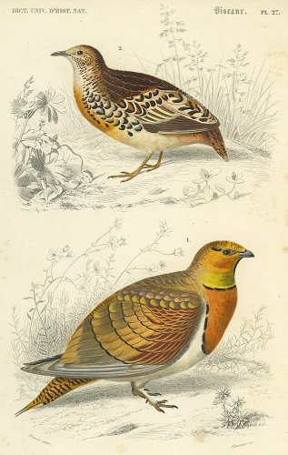 鳥の図版／フランス1849年
