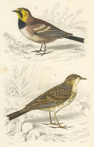 鳥の図版／フランス1849年