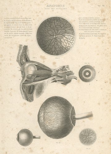解剖学の図版／ドイツ1867年頃