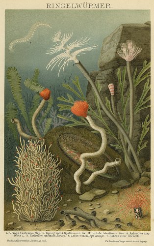 海洋生物の図版／ドイツ1895年頃