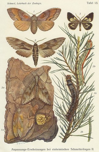 昆虫の図版（ドイツ1900年頃）