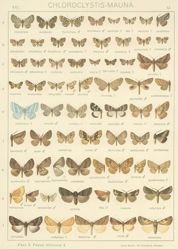 蝶と蛾の図版 （ドイツ1900年頃）