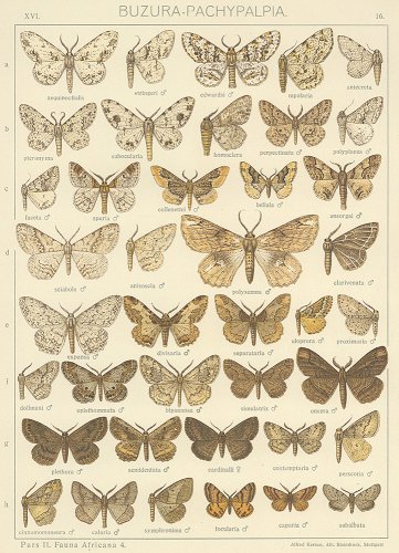 蝶と蛾の図版 （ドイツ1900年頃）