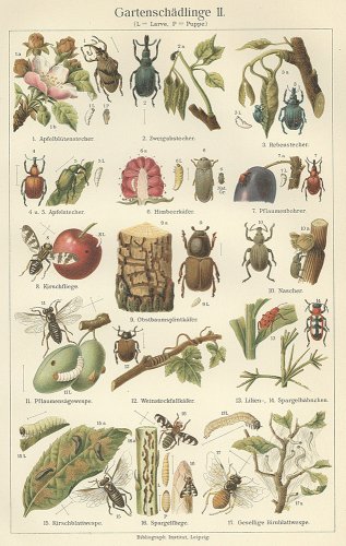 昆虫の図版 （ドイツ1895年）