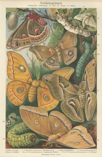 昆虫の図版 （ドイツ1895年）