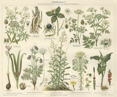 植物の図版 （ドイツ1895年）