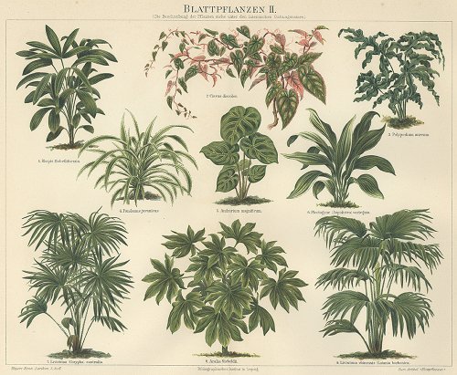 植物の図版 （ドイツ1895年）