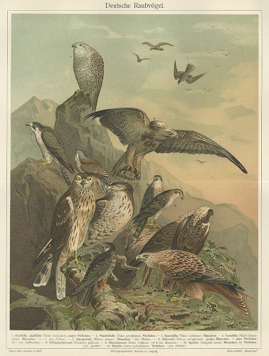 鳥の図版 （ドイツ1895年）