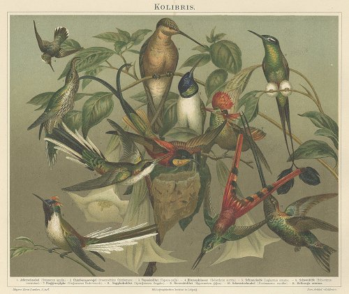 鳥の図版 （ドイツ1895年）