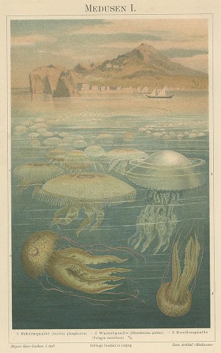 クラゲの図版 （ドイツ1895年）