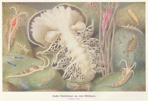 海の生物の図版 （ドイツ1900年頃）