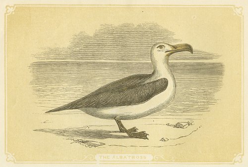 鳥の図版 （イギリス1851-60）