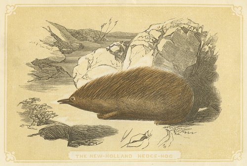 動物の図版 （イギリス1851-60）