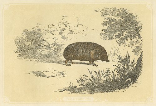 動物の図版 （イギリス1851-60）