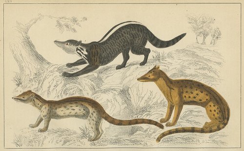 動物の図版 （イギリス1855）