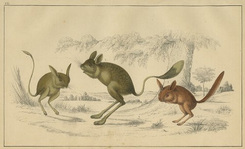 動物の図版 （イギリス1855）