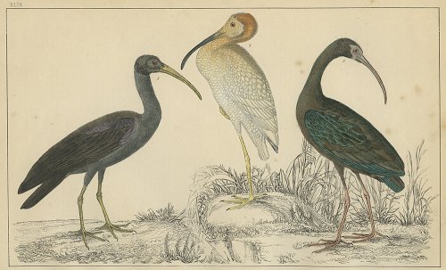 鳥の図版 （イギリス1855）