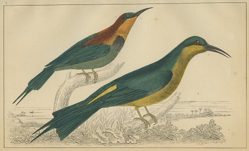 鳥の図版 （イギリス1855）