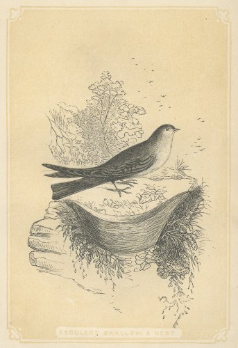 鳥の図版 （イギリス1851-60）