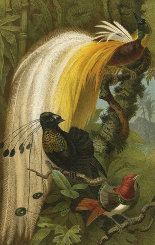 鳥の図版（ドイツ1895年頃）