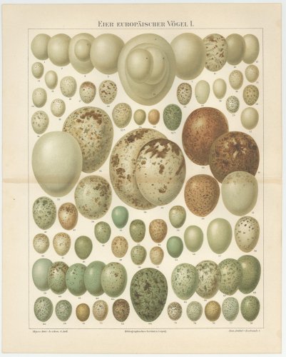 卵の図版（ドイツ1895年頃）