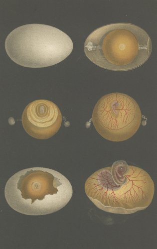 卵の図版（ドイツ1895年頃）