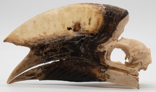 モモジロサイチョウの頭骨標本