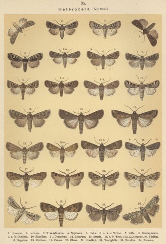 蝶と蛾の図版 