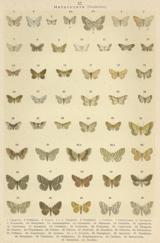 蝶と蛾の図版 