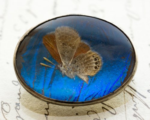 モルフォ蝶の翅のブローチ
