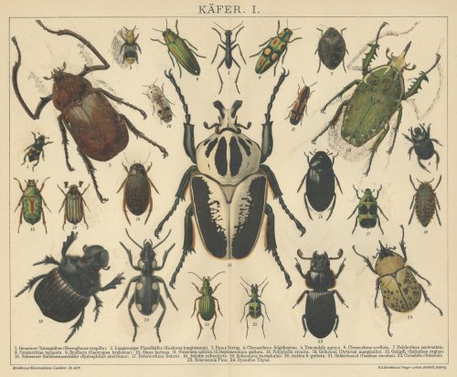 博物図版「昆虫」（ドイツ 1895年）
