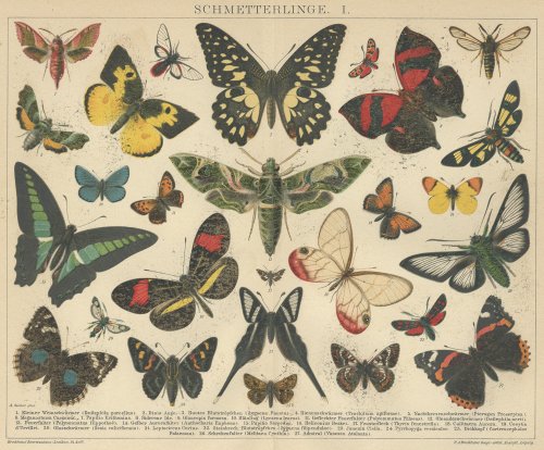 博物図版「昆虫」（ドイツ 1895年）