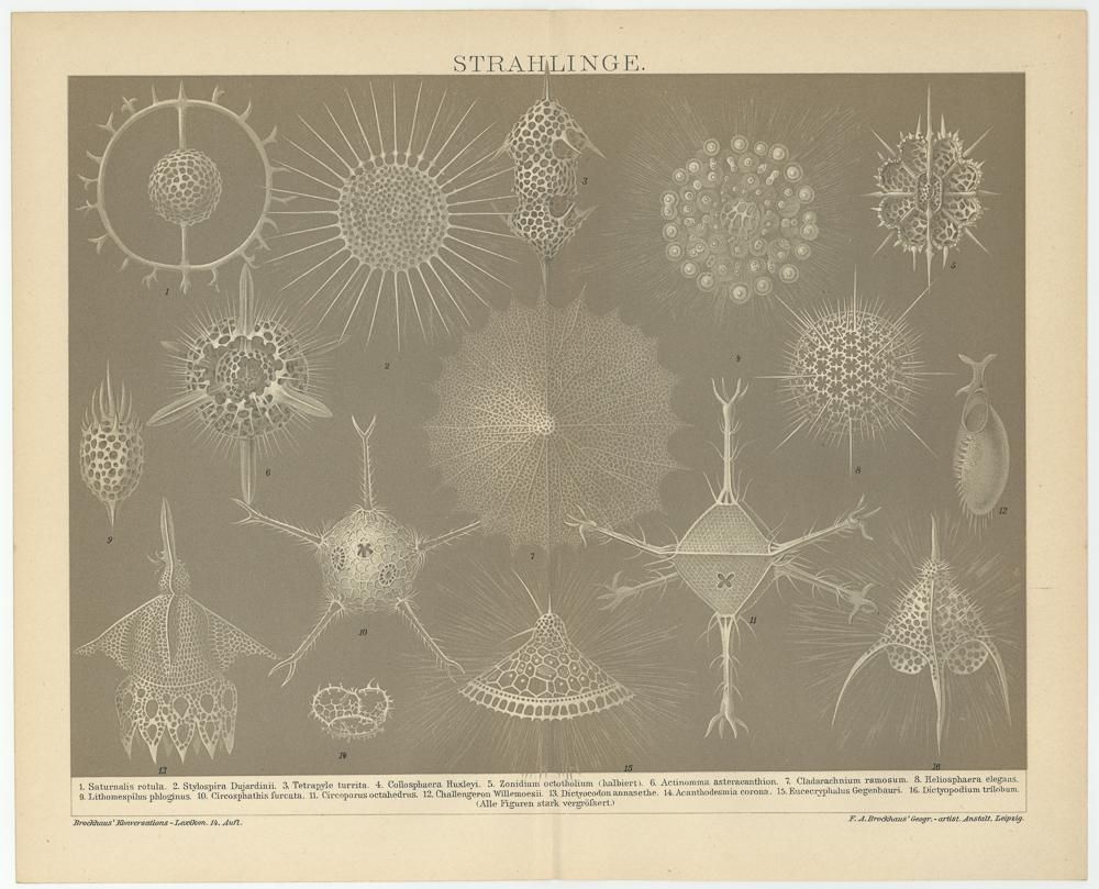 博物図版「放散虫」（ドイツ 1895年） - Guignol [ギニョール