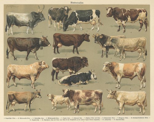 博物図版「牛」（ドイツ 1895年）