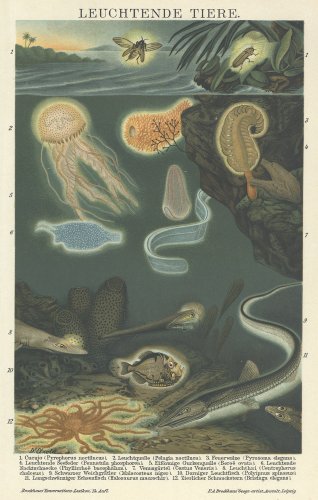 博物図版「海の生物」（ドイツ 1895年）