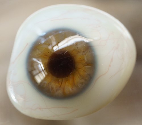 [A・左]アンティーク義眼（ドイツ1890年頃・ラウシャ製）