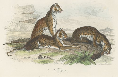 博物図版「自然史博物館」（フランス 1854年）