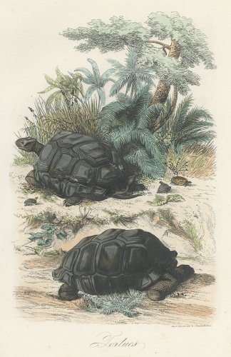 博物図版「自然史博物館」（フランス 1854年）