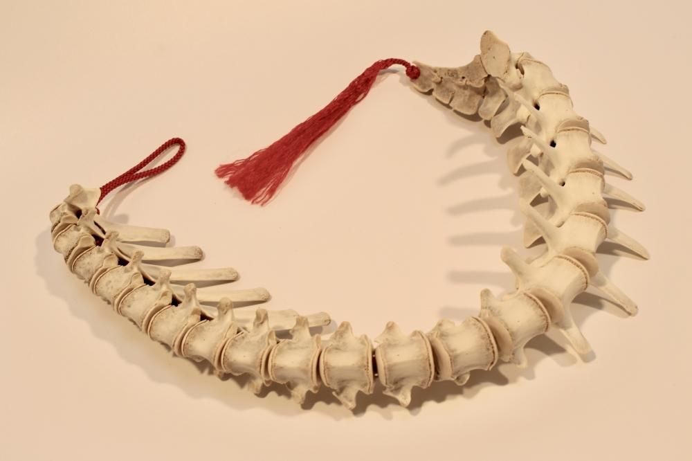 鹿 背骨一式/スカルフィリア - Guignol [ギニョール] web shop