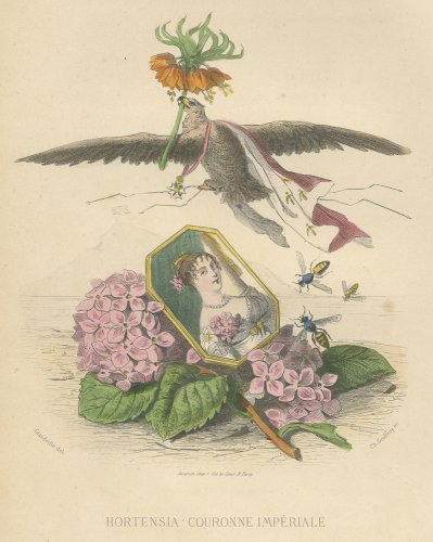 JJ  ֲ֤θ LES FLEURS ANIMÉES ץե1867ǯ