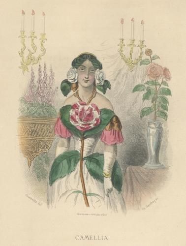 植物絵画 - Camellica Fleurs Blanches | www.psychologiesport.fr